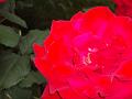 rose 026